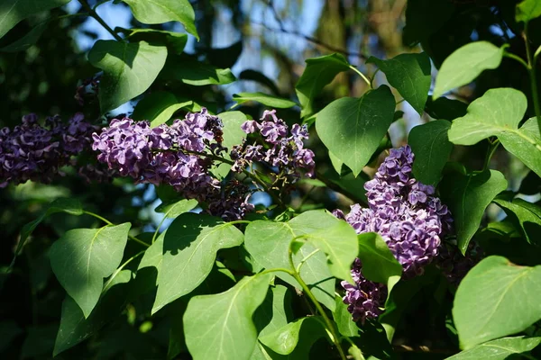 Bush of light purple lilac blooms in May. Syringa vulgaris, the lilac or common lilac, is a species of flowering plant in the olive family Oleaceae. Berlin, Germany