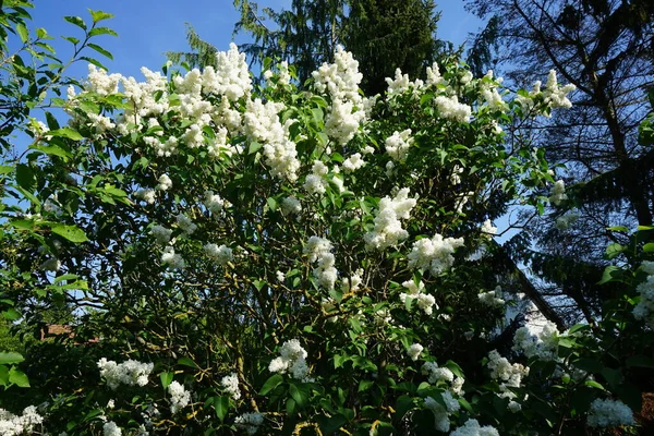 Májusban Virágzik Fehér Orgona Bokor Syringa Vulgaris Orgona Vagy Közönséges — Stock Fotó