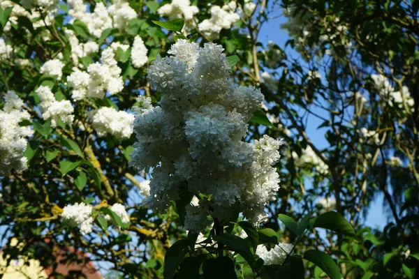 Bush Flores Lilás Brancas Maio Syringa Vulgaris Uma Espécie Angiospermas — Fotografia de Stock