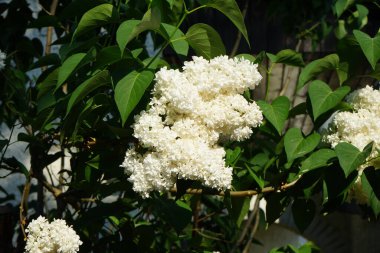 Bush of white lilac blooms in May. Syringa vulgaris, the lilac or common lilac, is a species of flowering plant in the olive family Oleaceae. Berlin, Germany 