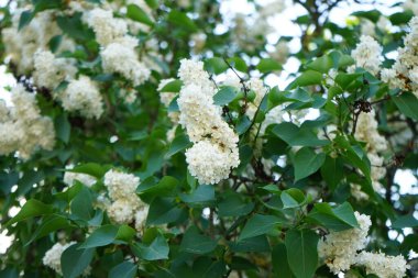 Bush of white lilac blooms in May. Syringa vulgaris, the lilac or common lilac, is a species of flowering plant in the olive family Oleaceae. Berlin, Germany 