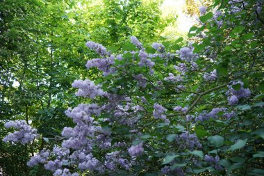 Açık mor leylak çalısı mayısta açar. Leylak, Oleaceae, Oleaceae familyasından çiçekli bir bitki türü. Berlin, Almanya 