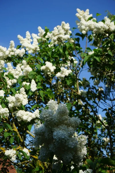 Bush White Lilac Blooms May Syringa Vulgaris Lilac Common Lilac — 图库照片
