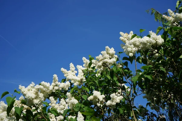 Bush White Lilac Blooms May Syringa Vulgaris Lilac Common Lilac — Stockfoto