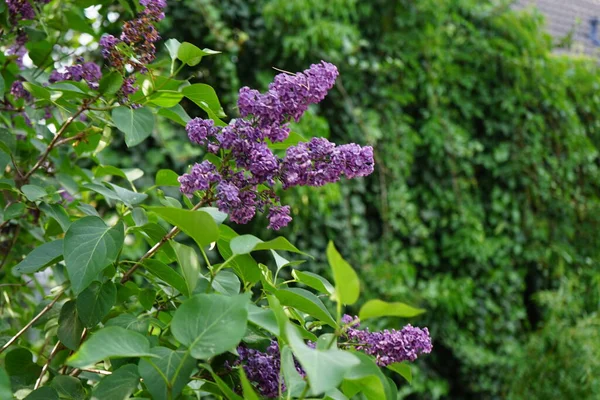 Bush of dark purple lilac blooms in May. Syringa vulgaris, the lilac or common lilac, is a species of flowering plant in the olive family Oleaceae. Berlin, Germany