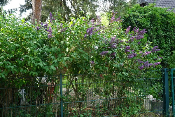 五月份 深紫色紫丁香盛开 紫丁香 Syringa Vulgaris 是橄榄科植物中的一种开花植物 德国柏林 — 图库照片