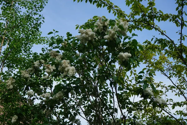 Bush White Lilac Blooms May Syringa Vulgaris Lilac Common Lilac — стокове фото