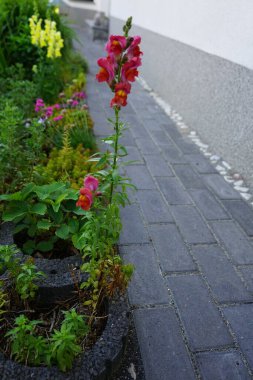 Antirrhinum majus haziran ayında kırmızı çiçeklerle açar. Antirrhinum majus, Antirrhinum cinsine ait bir bitki türüdür. Berlin, Almanya 