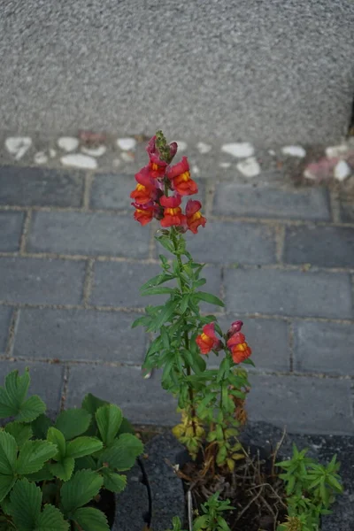 Antirhinum Majus Kwitnie Czerwonymi Kwiatami Czerwcu Antirhinum Majus Pospolity Snapdragon — Zdjęcie stockowe