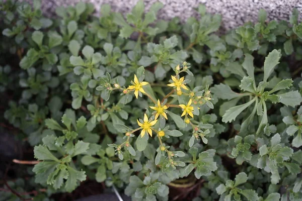 Sedum Kamtschaticum Kwitnie Żółtymi Kwiatami Pod Koniec Maja Sedum Jest — Zdjęcie stockowe