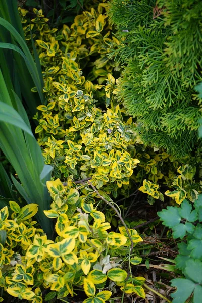 Euonymus Fortuni Emerald Gold Jaře Zahradě Euonymus Fortuni Vřeteno Vřeteno — Stock fotografie
