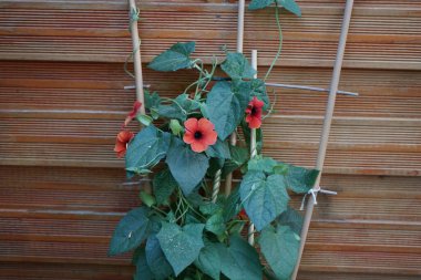 Thunbergia alata mayıs ayında çitin yanında kıvrılır. Thunbergia alata, Acanthaceae familyasından uzun ömürlü bir bitki türü. Berlin, Almanya
