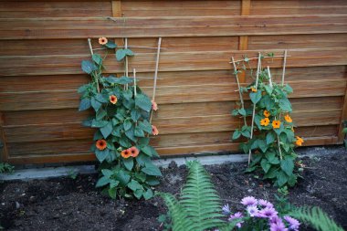Thunbergia alata mayıs ayında çitin yanında kıvrılır. Thunbergia alata, Acanthaceae familyasından uzun ömürlü bir bitki türü. Berlin, Almanya