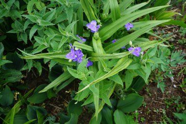 Tradescantia mayıs ayında mavi çiçeklerle açar. Tradescantia, inchplant, gezgin yahudi, örümcek otu ve gün çiçeği, Commelinaceae familyasına ait uzun ömürlü bir bitki cinsidir. Berlin, Almanya