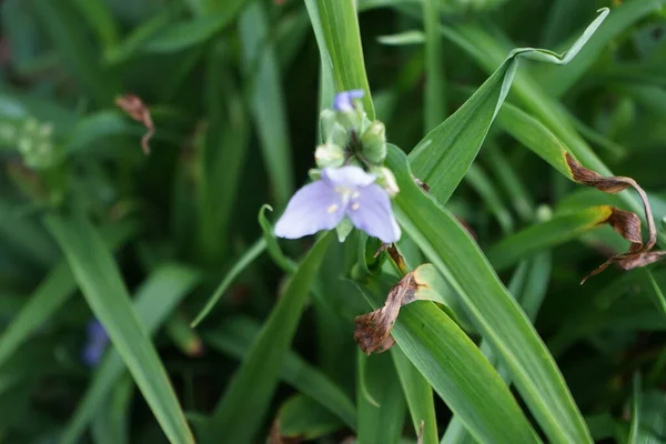 Tradescantia Mayıs Ayında Mavi Çiçeklerle Açar Tradescantia Inchplant Gezgin Yahudi — Stok fotoğraf