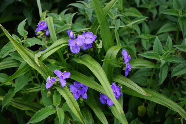 Tradescantia Floresce Com Flores Azuis Maio Tradescantia Género Botânico Pertencente — Fotografia de Stock