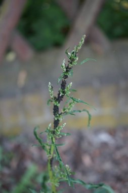 Bitki haşereleri. Mayısta Chenopodium albümündeki Aphis masalları ve karıncalar. Aphis fabae, Aphis familyasından küçük siyah bir yaprak biti. Berlin, Almanya