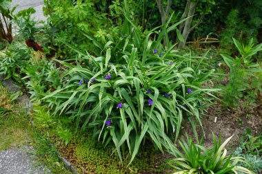 Tradescantia mayıs ayında mavi çiçeklerle açar. Tradescantia, inchplant, gezgin yahudi, örümcek otu ve gün çiçeği, Commelinaceae familyasına ait uzun ömürlü bir bitki cinsidir. Berlin, Almanya