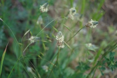 Bitki lanceolata mayıs ayında açar. Bitki lanceolata, Plantaginaceae familyasından bir bitki türü. Berlin, Almanya 