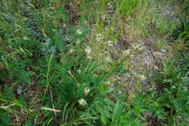 Bitki lanceolata mayıs ayında açar. Bitki lanceolata, Plantaginaceae familyasından bir bitki türü. Berlin, Almanya 