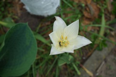 Mayıs ayında bahçede bir lale çiçeğinin üzerindeki böcek. Lale, Tulipa, Lily ailesinin bir üyesidir, Liliaceae. Berlin, Almanya 