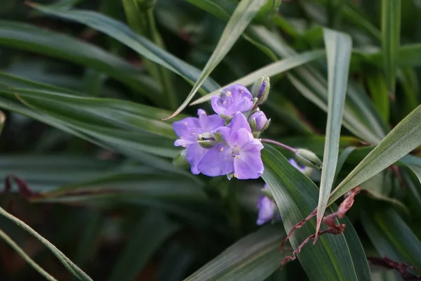 五月份的小花盛开 开着蓝色的花朵 红豆杉科 Tradescantia Inchplant Wandering Jew Spiderwort Dayflower 是一种多年生草本植物野花属 — 图库照片