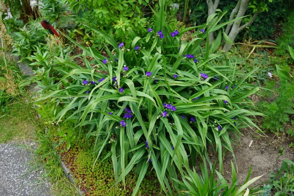 Tradescantia Floresce Com Flores Azuis Maio Tradescantia Género Botânico Pertencente — Fotografia de Stock