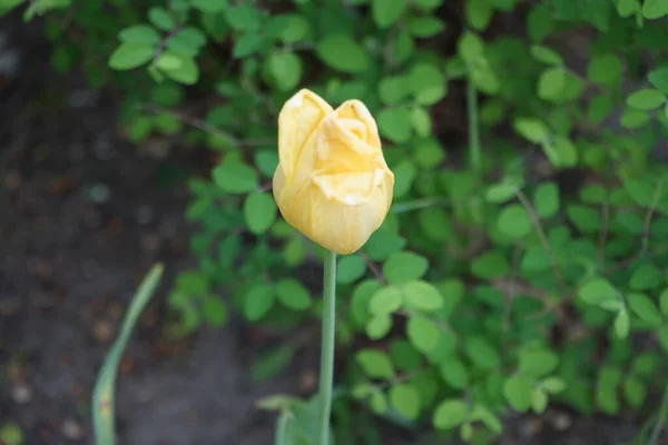 Κίτρινη Τουλίπα Ανθίζει Στον Κήπο Τον Μάιο Τουλίπα Tulipa Είναι — Φωτογραφία Αρχείου