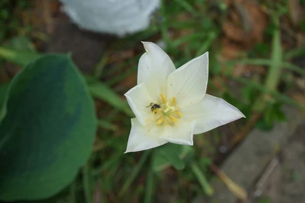Mayıs Ayında Bahçede Bir Lale Çiçeğinin Üzerindeki Böcek Lale Tulipa — Stok fotoğraf