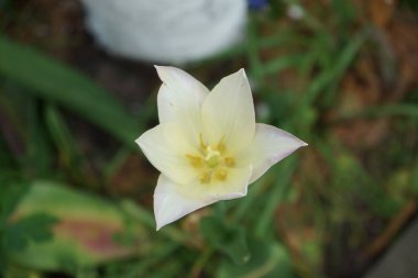 Mayıs ayında bahçede iki renkli sarı-pembe lale. Lale, Tulipa, Lily ailesinin bir üyesidir, Liliaceae. Berlin, Almanya