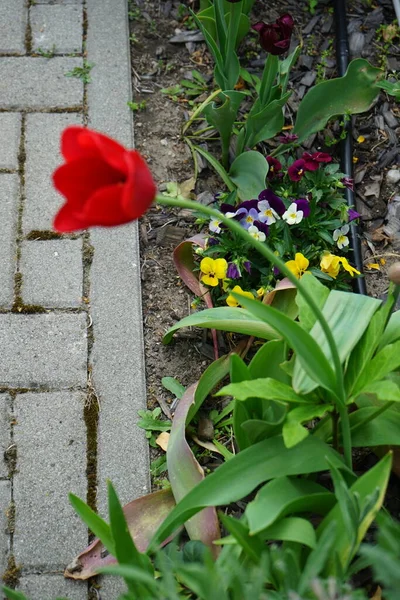チューリップやその他の花は5月に柵の近くで咲きます チューリップ Tulipa はユリ科チューリップ属の花です ドイツ ベルリン — ストック写真