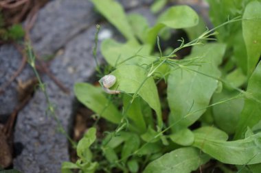 Bir salyangoz, Calendula officinalis 'in yapraklarının arka planında paniğe kapılmış bir şekilde çikulata sakalının üzerinde oturur. Salyangoz kabuklu bir gastropoddur. Berlin, Almanya 