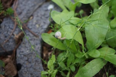 Bir salyangoz, Calendula officinalis 'in yapraklarının arka planında paniğe kapılmış bir şekilde çikulata sakalının üzerinde oturur. Salyangoz kabuklu bir gastropoddur. Berlin, Almanya 