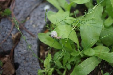 Bir salyangoz, Calendula officinalis 'in yapraklarının arka planında paniğe kapılmış bir şekilde çikulata sakalının üzerinde oturur. Salyangoz kabuklu bir gastropoddur. Berlin, Almanya 