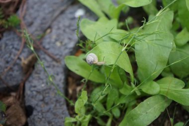 Bir salyangoz, Calendula officinalis 'in yapraklarının arka planında paniğe kapılmış bir şekilde çikulata sakalının üzerinde oturur. Salyangoz kabuklu bir gastropoddur. Berlin, Almanya 