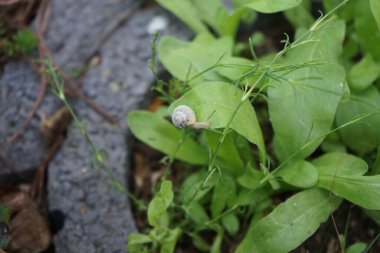 Bir salyangoz, Calendula officinalis 'in yapraklarının arka planında paniğe kapılmış bir şekilde çikulata sakalının üzerinde oturur. Salyangoz kabuklu bir gastropoddur. Berlin, Almanya 