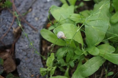 Bir salyangoz, Calendula officinalis 'in yapraklarının arka planında paniğe kapılmış bir şekilde çikulata sakalının üzerinde oturur. Salyangoz kabuklu bir gastropoddur. Berlin, Almanya 