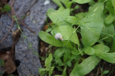 Bir salyangoz, Calendula officinalis 'in yapraklarının arka planında paniğe kapılmış bir şekilde çikulata sakalının üzerinde oturur. Salyangoz kabuklu bir gastropoddur. Berlin, Almanya 