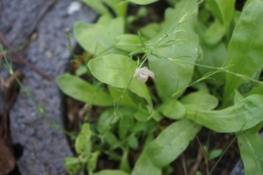 Bir salyangoz, Calendula officinalis 'in yapraklarının arka planında paniğe kapılmış bir şekilde çikulata sakalının üzerinde oturur. Salyangoz kabuklu bir gastropoddur. Berlin, Almanya 