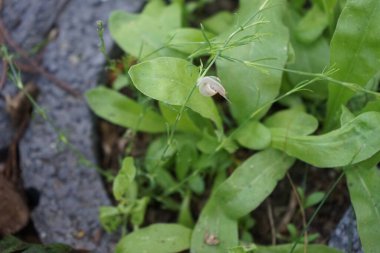 Bir salyangoz, Calendula officinalis 'in yapraklarının arka planında paniğe kapılmış bir şekilde çikulata sakalının üzerinde oturur. Salyangoz kabuklu bir gastropoddur. Berlin, Almanya 