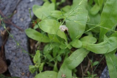 Bir salyangoz, Calendula officinalis 'in yapraklarının arka planına panikleyerek Gypthe sapı boyunca sürünür. Salyangoz, kara salyangozu, karasal pulmonat gastropod yumuşakçaları kabuklu bir gastropoddur. Berlin, Almanya 