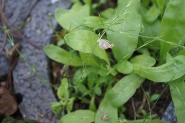 Bir salyangoz, Calendula officinalis 'in yapraklarının arka planına panikleyerek Gypthe sapı boyunca sürünür. Salyangoz, kara salyangozu, karasal pulmonat gastropod yumuşakçaları kabuklu bir gastropoddur. Berlin, Almanya 