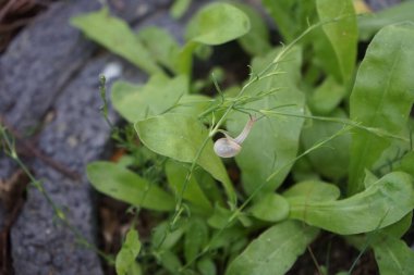 Bir salyangoz, Calendula officinalis 'in yapraklarının arka planına panikleyerek Gypthe sapı boyunca sürünür. Salyangoz, kara salyangozu, karasal pulmonat gastropod yumuşakçaları kabuklu bir gastropoddur. Berlin, Almanya 