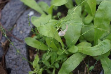 Bir salyangoz, Calendula officinalis 'in yapraklarının arka planına panikleyerek Gypthe sapı boyunca sürünür. Salyangoz, kara salyangozu, karasal pulmonat gastropod yumuşakçaları kabuklu bir gastropoddur. Berlin, Almanya 