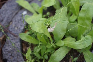 Bir salyangoz, Calendula officinalis 'in yapraklarının arka planına panikleyerek Gypthe sapı boyunca sürünür. Salyangoz, kara salyangozu, karasal pulmonat gastropod yumuşakçaları kabuklu bir gastropoddur. Berlin, Almanya 