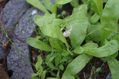 Bir salyangoz, Calendula officinalis 'in yapraklarının arka planına panikleyerek Gypthe sapı boyunca sürünür. Salyangoz, kara salyangozu, karasal pulmonat gastropod yumuşakçaları kabuklu bir gastropoddur. Berlin, Almanya 