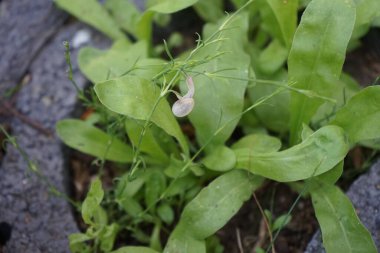 Bir salyangoz, Calendula officinalis 'in yapraklarının arka planına panikleyerek Gypthe sapı boyunca sürünür. Salyangoz, kara salyangozu, karasal pulmonat gastropod yumuşakçaları kabuklu bir gastropoddur. Berlin, Almanya 