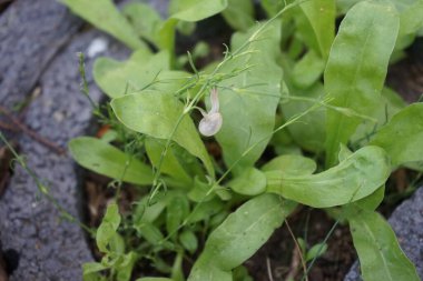 Bir salyangoz, Calendula officinalis 'in yapraklarının arka planına panikleyerek Gypthe sapı boyunca sürünür. Salyangoz, kara salyangozu, karasal pulmonat gastropod yumuşakçaları kabuklu bir gastropoddur. Berlin, Almanya 
