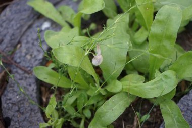Bir salyangoz, Calendula officinalis 'in yapraklarının arka planına panikleyerek Gypthe sapı boyunca sürünür. Salyangoz, kara salyangozu, karasal pulmonat gastropod yumuşakçaları kabuklu bir gastropoddur. Berlin, Almanya 