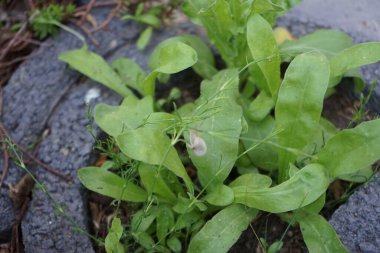 Bir salyangoz, Calendula officinalis 'in yapraklarının arka planına panikleyerek Gypthe sapı boyunca sürünür. Salyangoz, kara salyangozu, karasal pulmonat gastropod yumuşakçaları kabuklu bir gastropoddur. Berlin, Almanya 